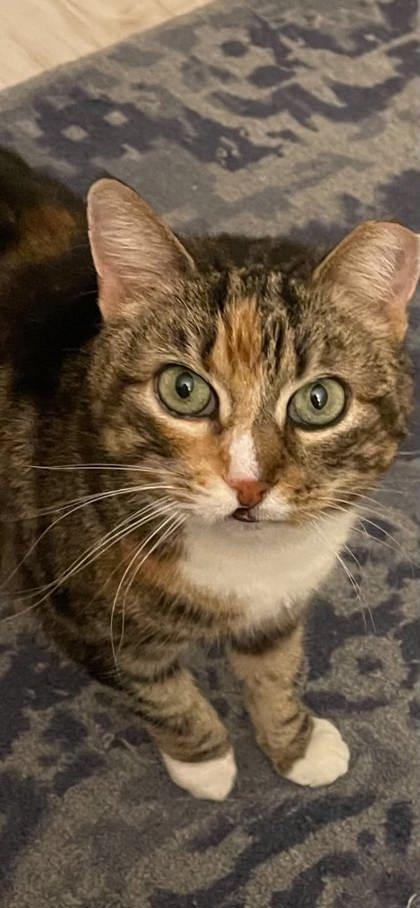 Trixie, Adoptable, Adult Female Domestic Short Hair & Domestic Short Hair.