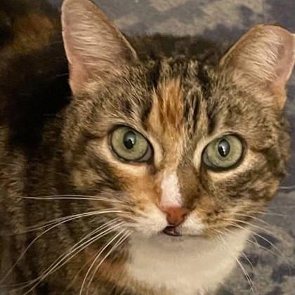 Enlarge Trixie, a Adoptable mixed breed in Bridgewater, NJ image 2/3