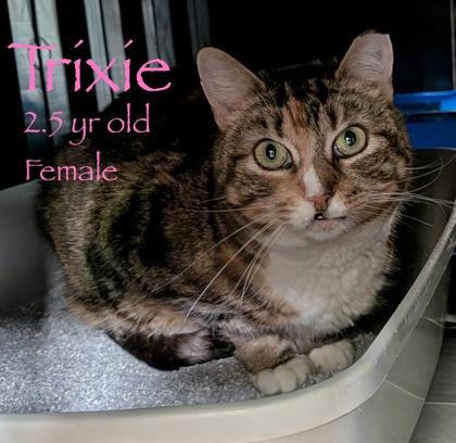 Enlarge Trixie, a Adoptable mixed breed in Bridgewater, NJ image 2/3
