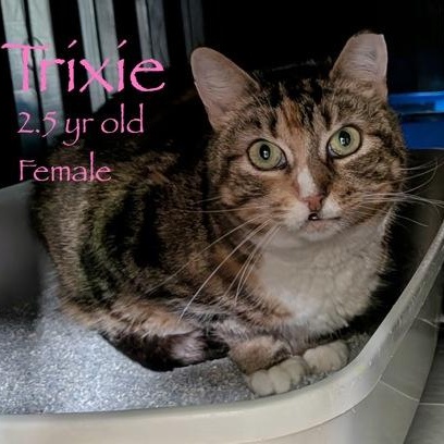 Enlarge Trixie, a Adoptable mixed breed in Bridgewater, NJ image 1/3