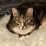 Enlarge Trixie, a Adoptable mixed breed in Bridgewater, NJ image 3/3