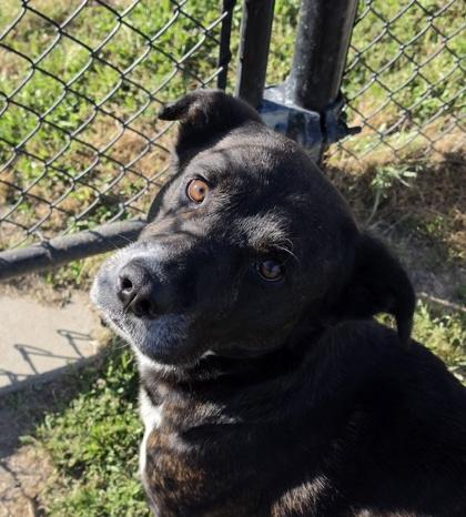 Bodie(HW+), Adoptable, Young Male Terrier & Mixed Breed.