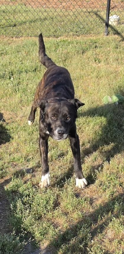 Enlarge Bodie(HW+), a Adoptable mixed breed in Conway, SC image 2/3