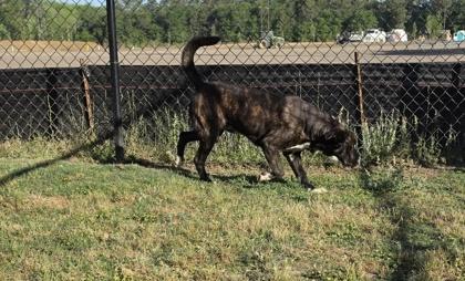 Enlarge Bodie(HW+), a Adoptable mixed breed in Conway, SC image 3/3