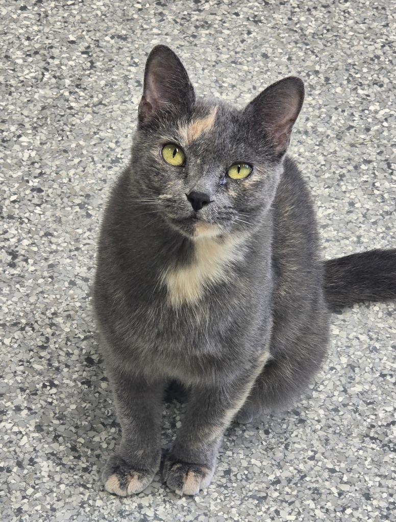 Cocoa, Adoptable, Young Female Domestic Short Hair.