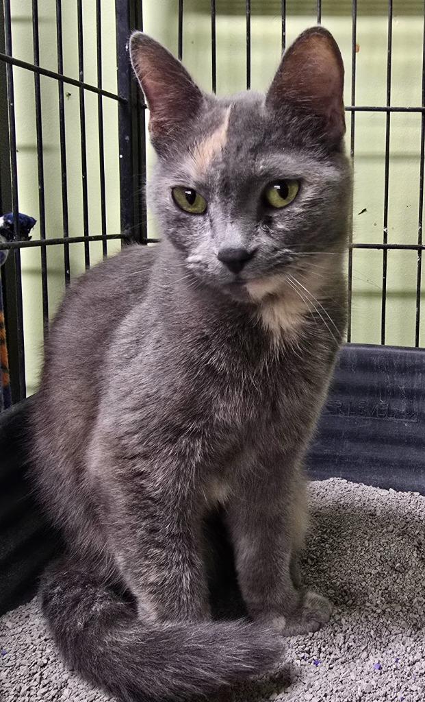 Enlarge Cocoa, a Adoptable mixed breed in Auburn, IN image 1/1