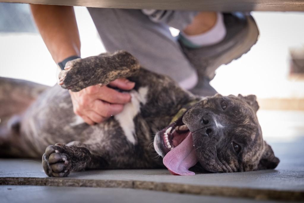 Enlarge Bjorn, a Adoptable mixed breed in Twentynine Palms, CA image 1/6