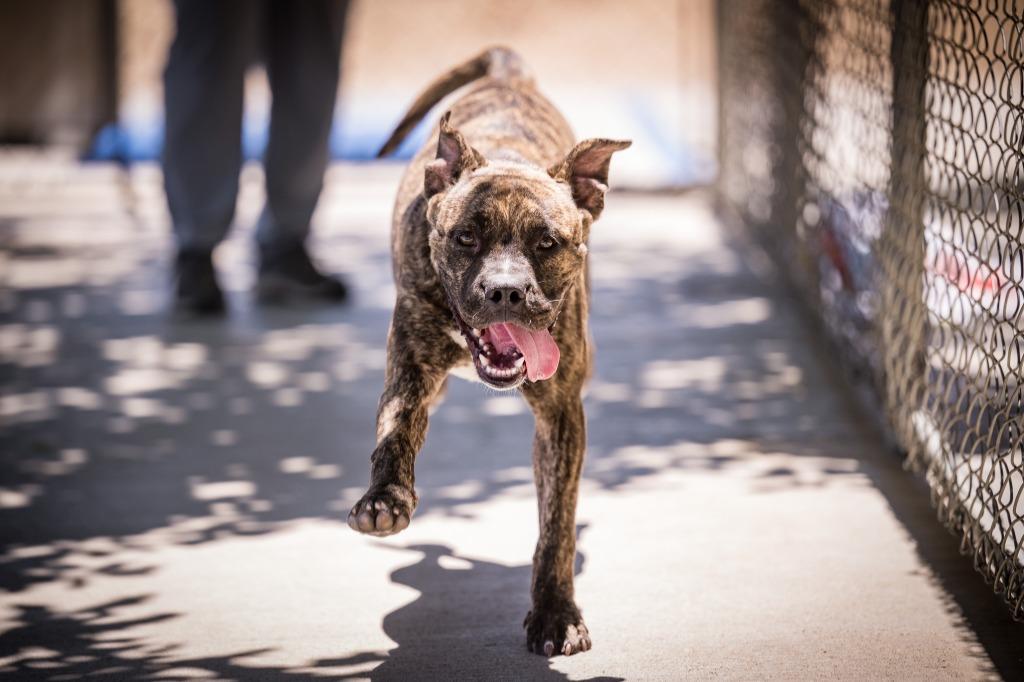 Enlarge Bjorn, a Adoptable mixed breed in Twentynine Palms, CA image 2/6