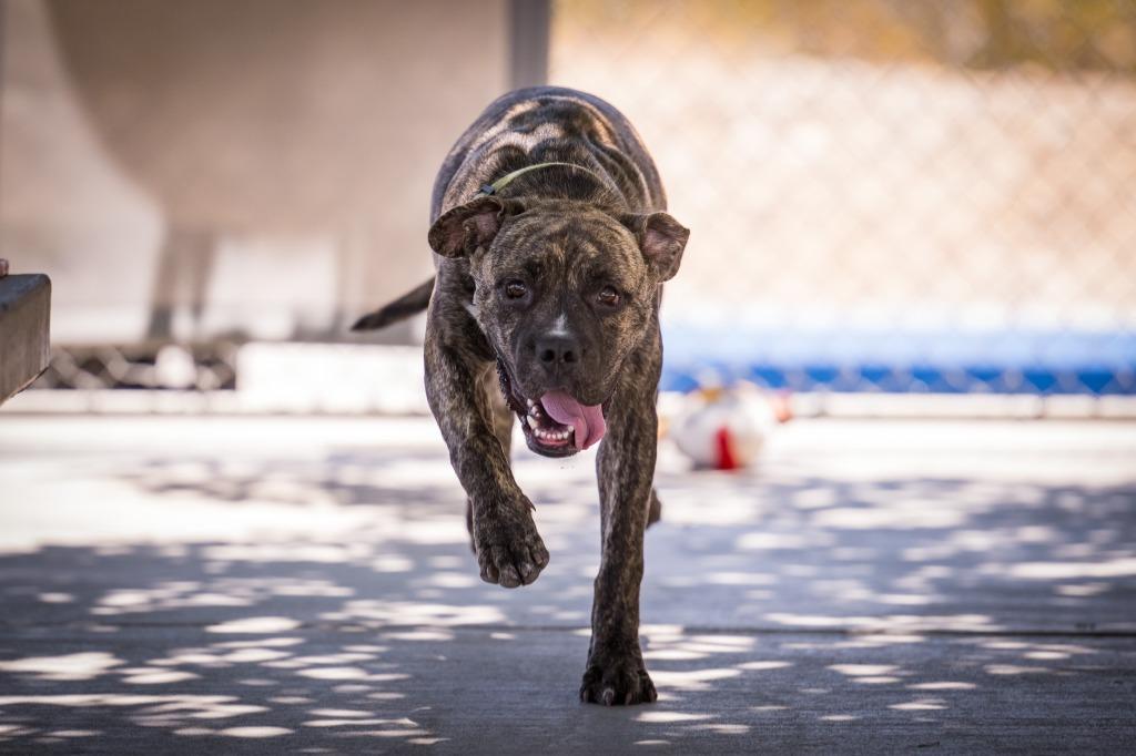 Enlarge Bjorn, a Adoptable mixed breed in Twentynine Palms, CA image 3/6