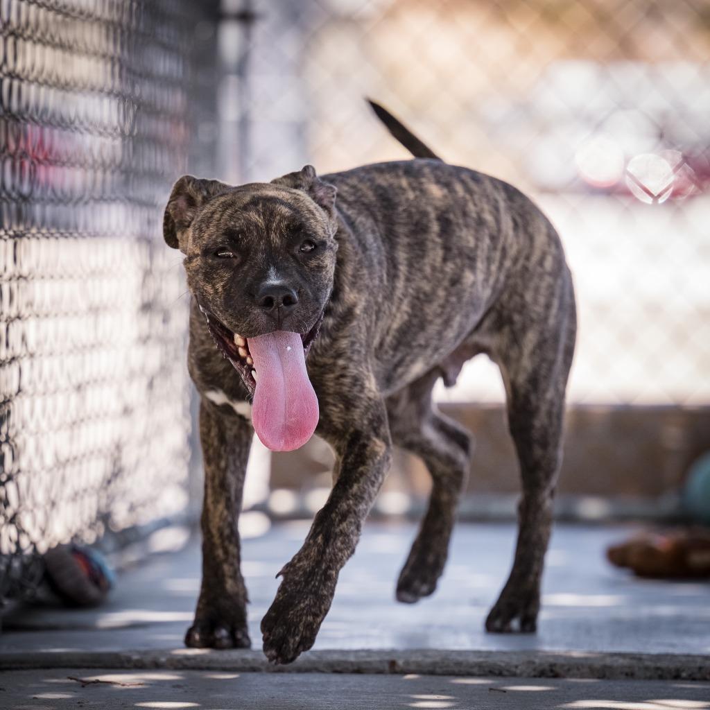 Enlarge Bjorn, a Adoptable mixed breed in Twentynine Palms, CA image 4/6
