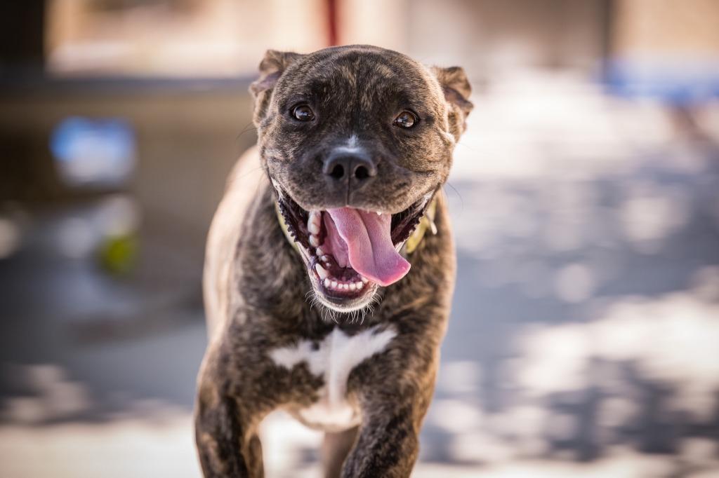 Enlarge Bjorn, a Adoptable mixed breed in Twentynine Palms, CA image 5/6