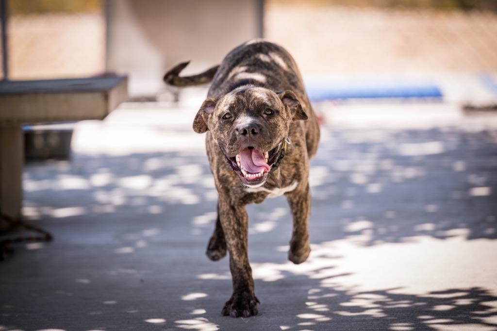 Enlarge Bjorn, a Adoptable mixed breed in Twentynine Palms, CA image 6/6