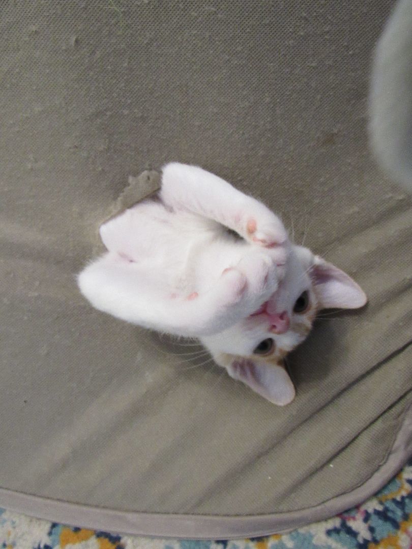 Enlarge Remy, a Adopted mixed breed in San Francisco, CA image 1/6