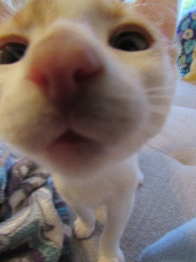 Enlarge Remy, a Adopted mixed breed in San Francisco, CA image 2/6