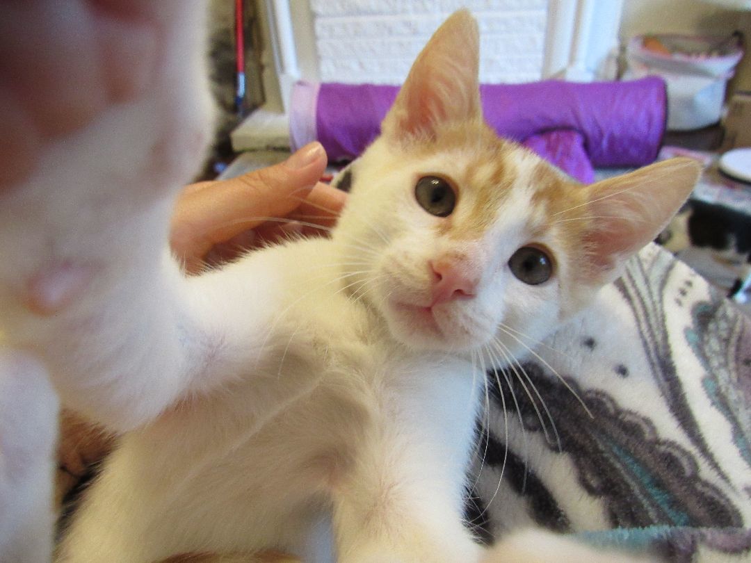 Enlarge Remy, a Adopted mixed breed in San Francisco, CA image 3/6