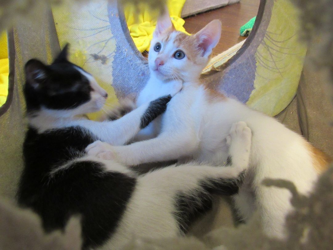 Enlarge Remy, a Adopted mixed breed in San Francisco, CA image 4/6