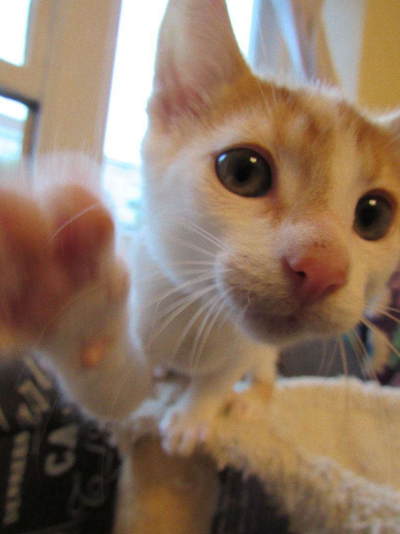 Enlarge Remy, a Adopted mixed breed in San Francisco, CA image 5/6