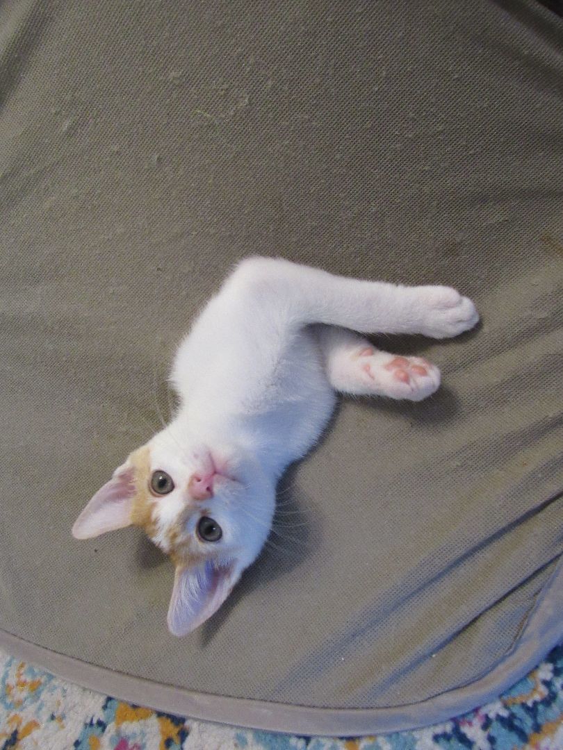 Enlarge Remy, a Adopted mixed breed in San Francisco, CA image 6/6