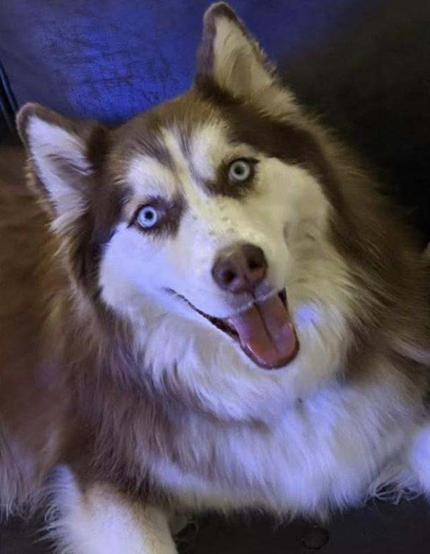Snow *Foster Needed*, Adoptable, Adult Female Siberian Husky.