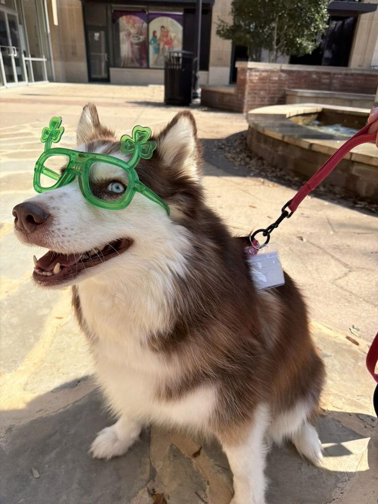 Enlarge Snow *Foster Needed*, a Adoptable Siberian Husky in Carrollton, TX image 1/3