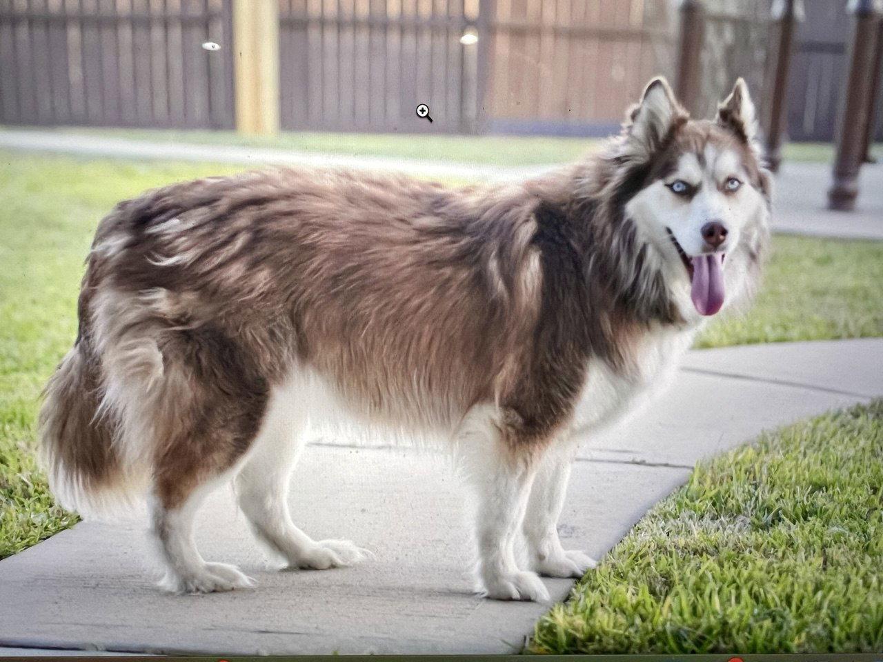 Enlarge Snow *Foster Needed*, a Adoptable Siberian Husky in Carrollton, TX image 2/2