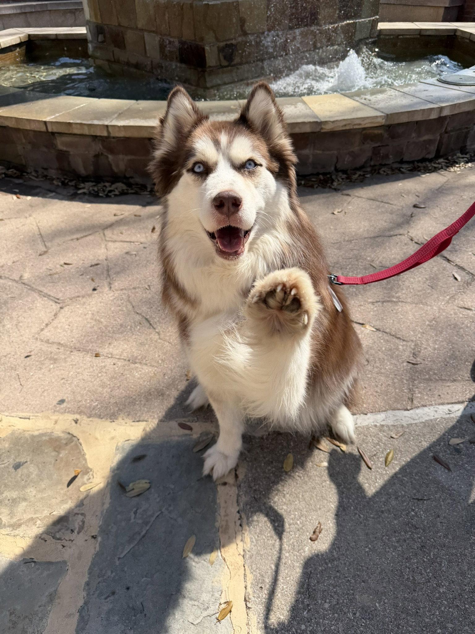 Enlarge Snow *Foster Needed*, a Adoptable Siberian Husky in Carrollton, TX image 2/3