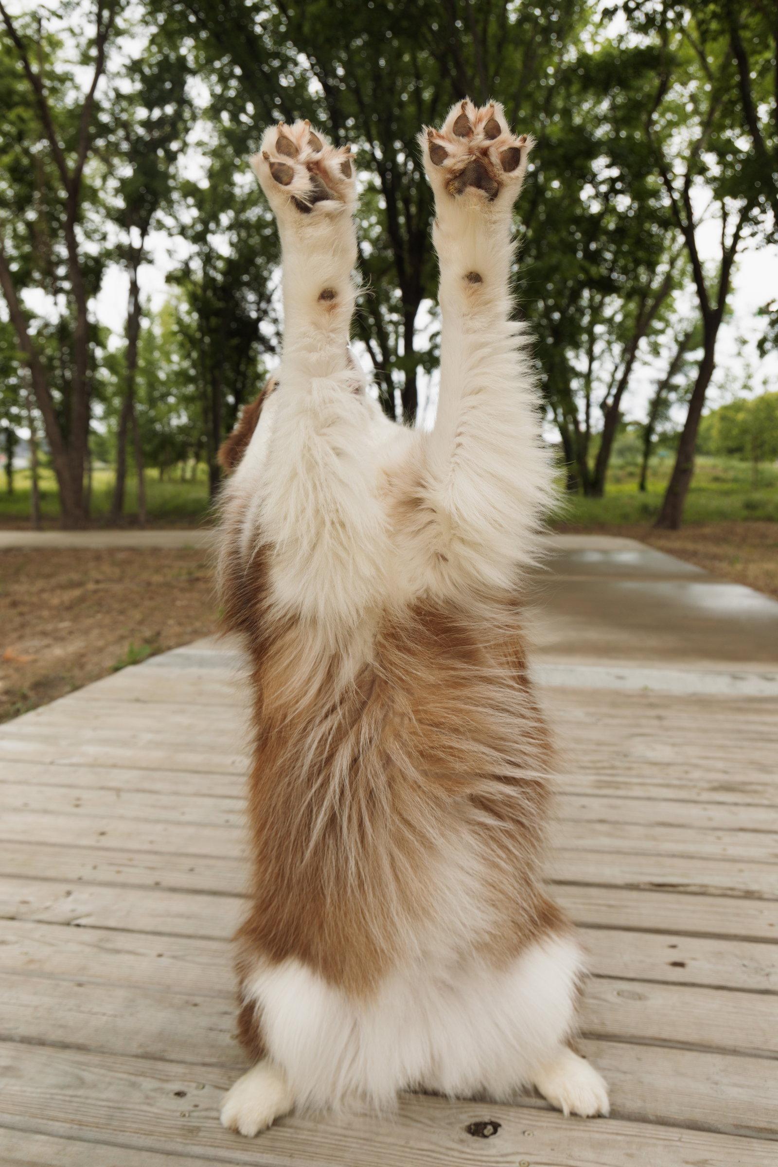 Enlarge Snow, a Adoptable Siberian Husky in Carrollton, TX image 2/3