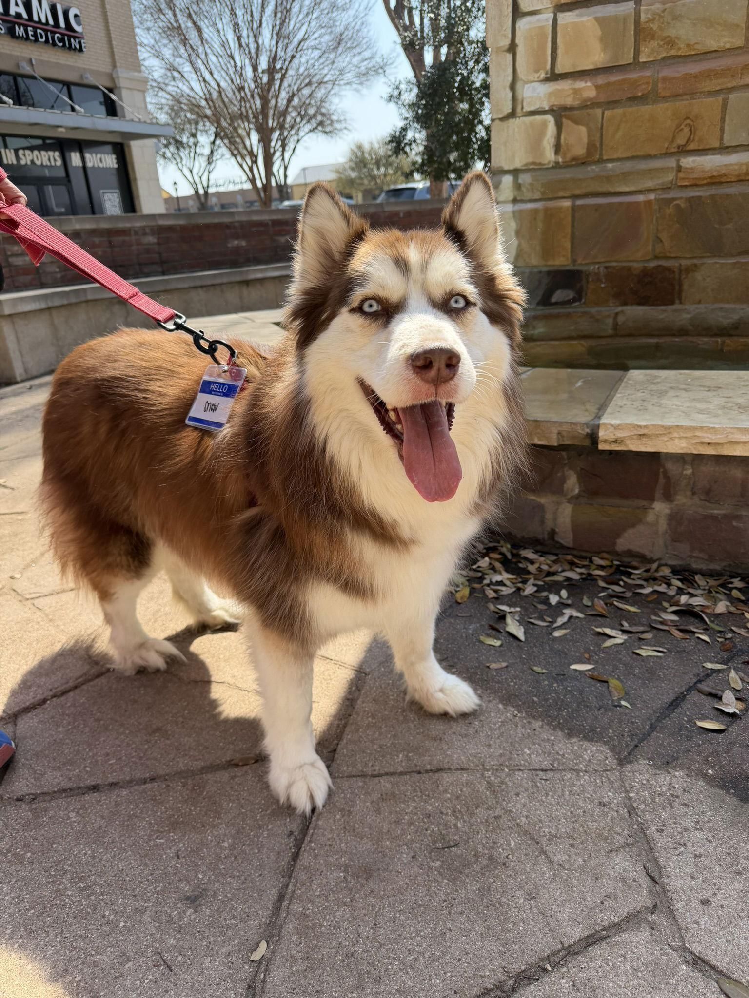 Enlarge Snow *Foster Needed*, a Adoptable Siberian Husky in Carrollton, TX image 3/3