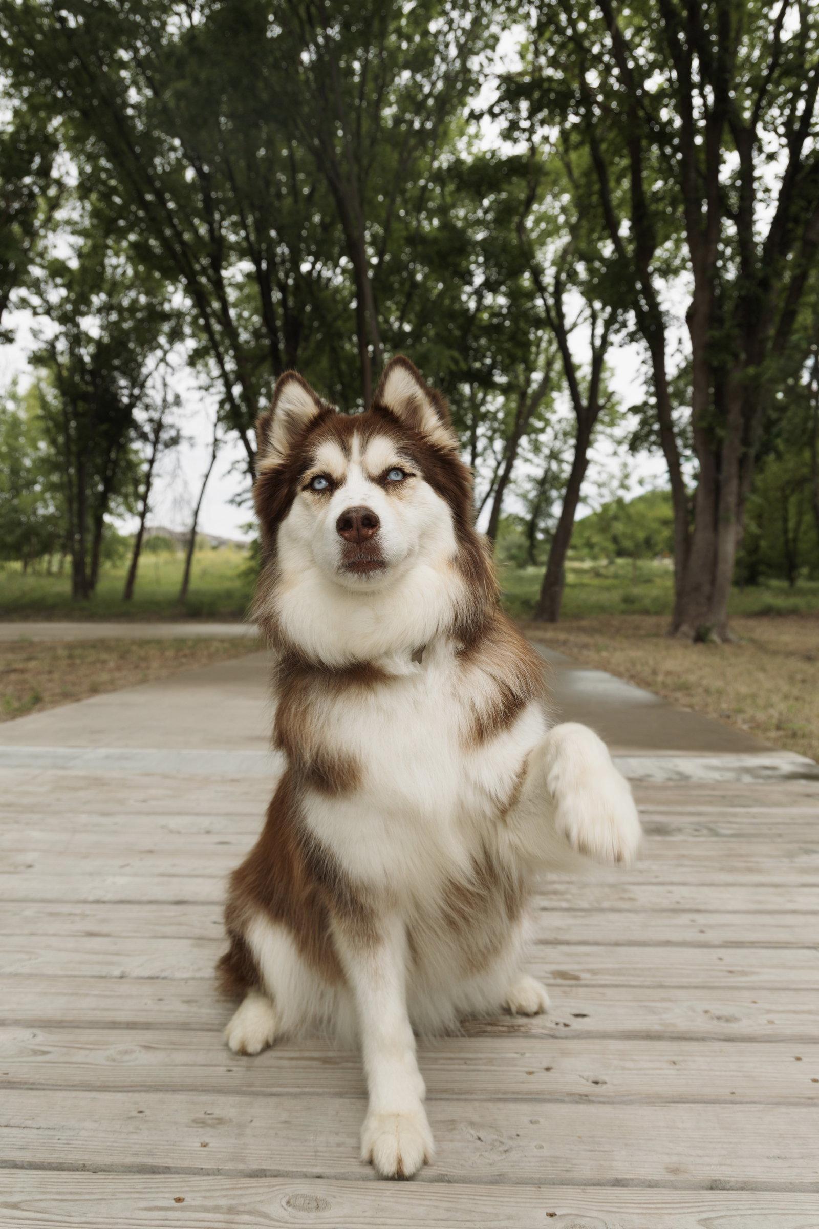 Enlarge Snow, a Adoptable Siberian Husky in Carrollton, TX image 3/3