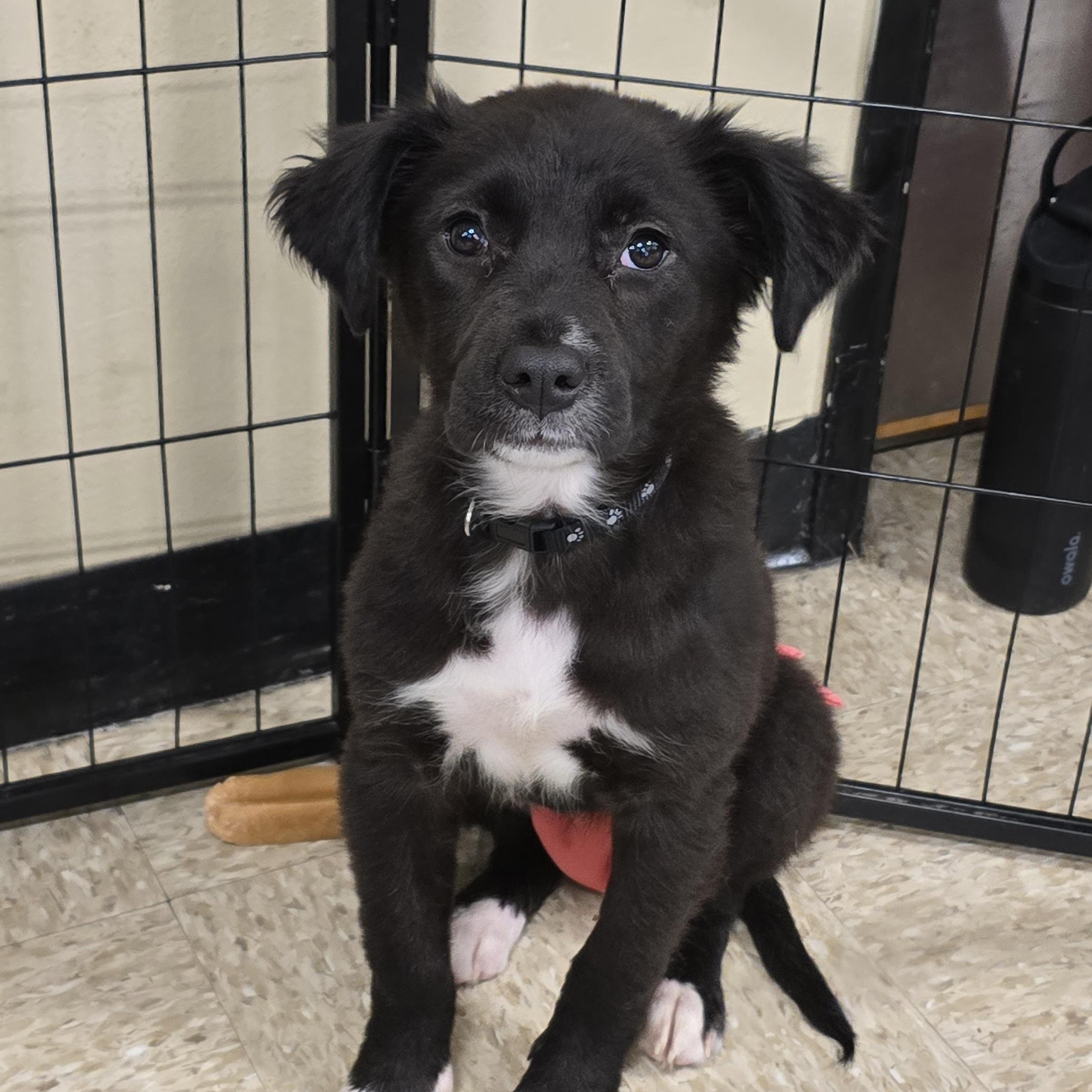 Tesla, ADOPTABLE, Puppy Female Mixed Breed.