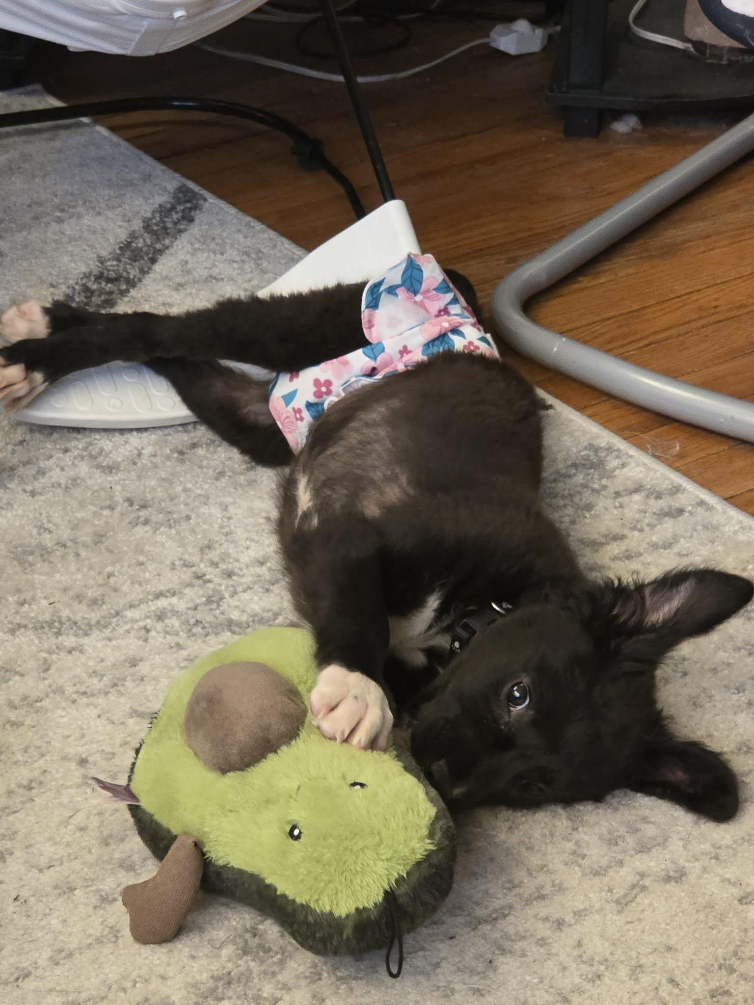 Tesla, a ADOPTABLE Mixed Breed in Cedar Rapids, IA image 6/6