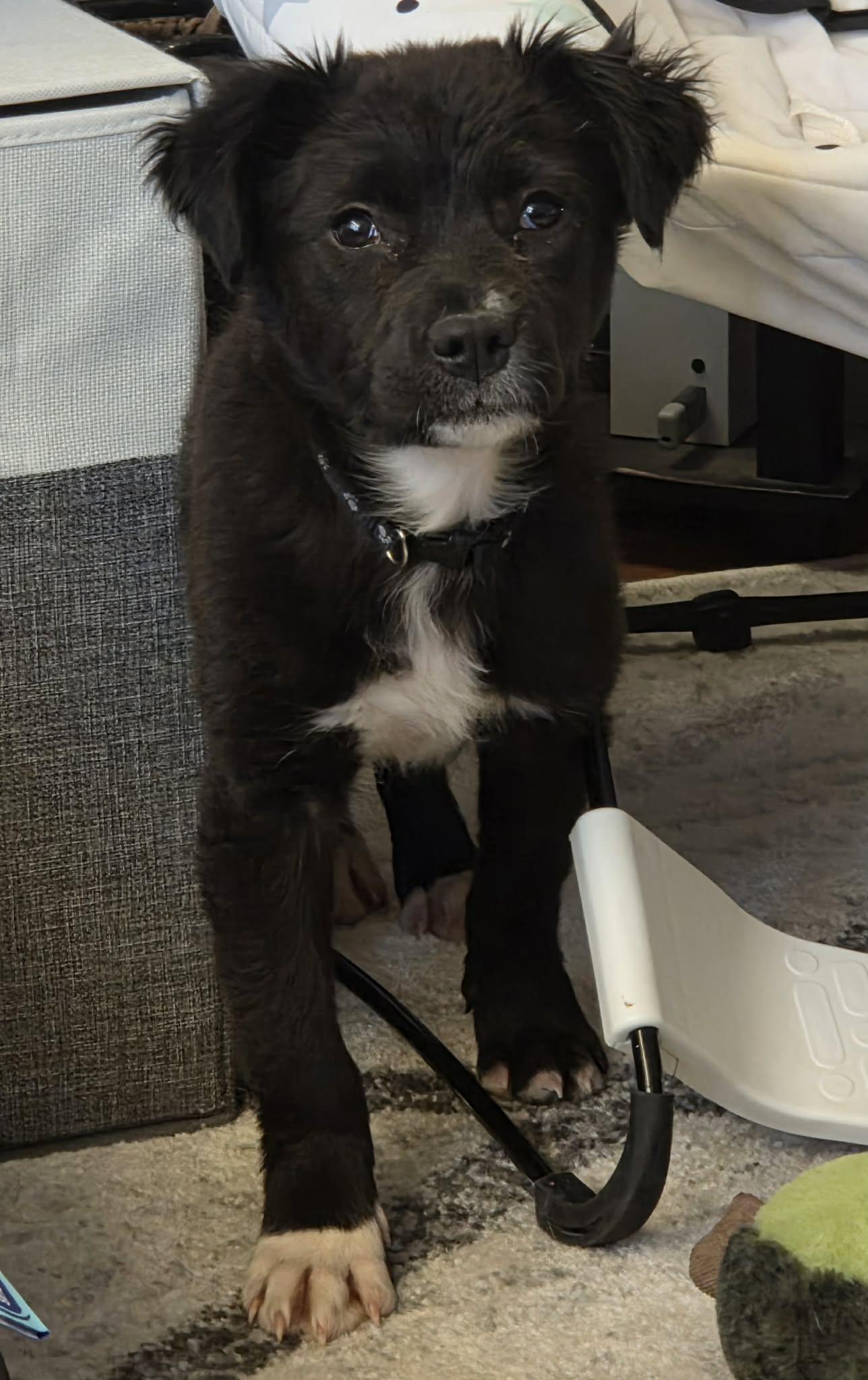 Tesla, a ADOPTABLE Mixed Breed in Cedar Rapids, IA image 4/6