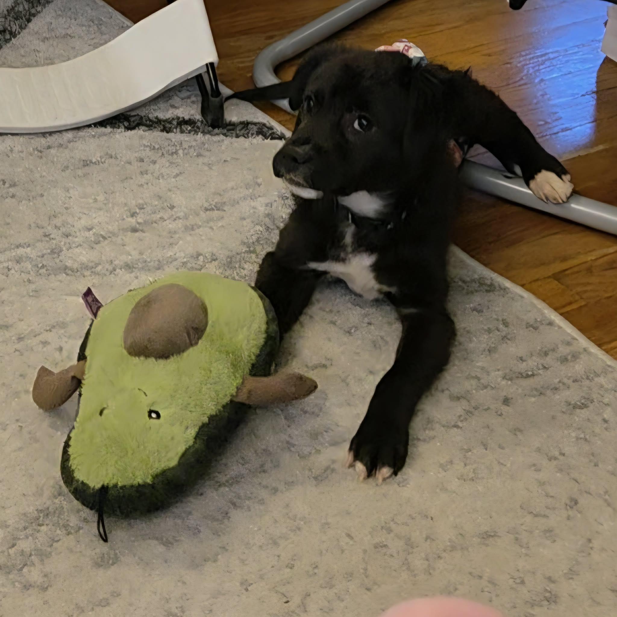 Tesla, a ADOPTABLE Mixed Breed in Cedar Rapids, IA image 5/6