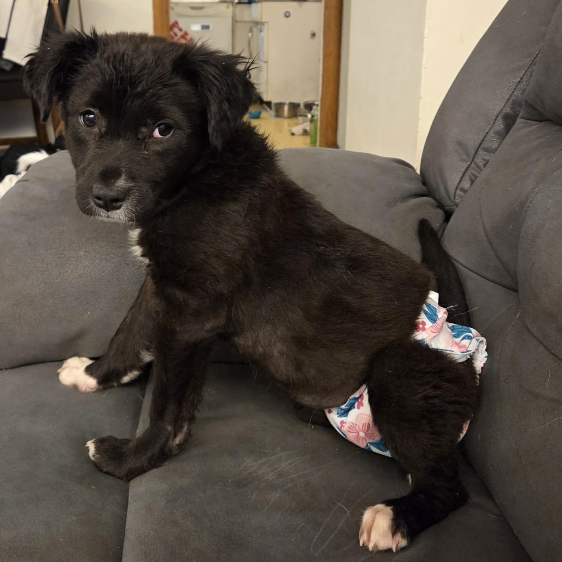 Tesla, a ADOPTABLE Mixed Breed in Cedar Rapids, IA image 2/6