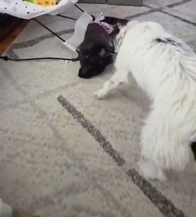 Enlarge Tesla, a ADOPTABLE Mixed Breed in Cedar Rapids, IA video 3/6