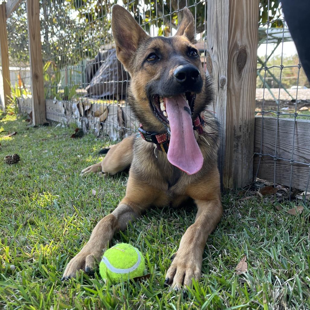 Zara, a Adoptable Belgian Shepherd / Malinois in Folsom, LA image 1/4