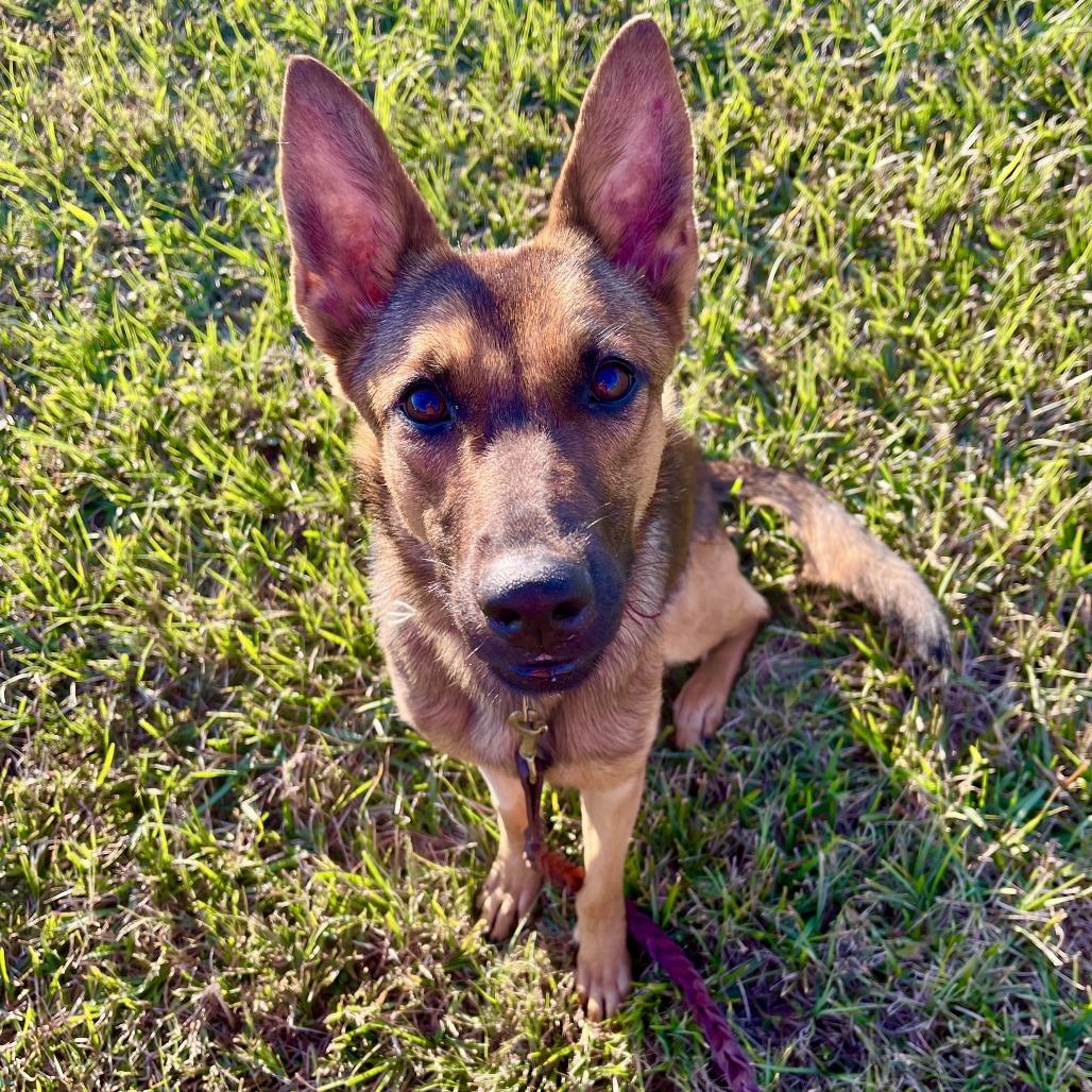 Zara, Adoptable, Young Female Belgian Shepherd / Malinois.