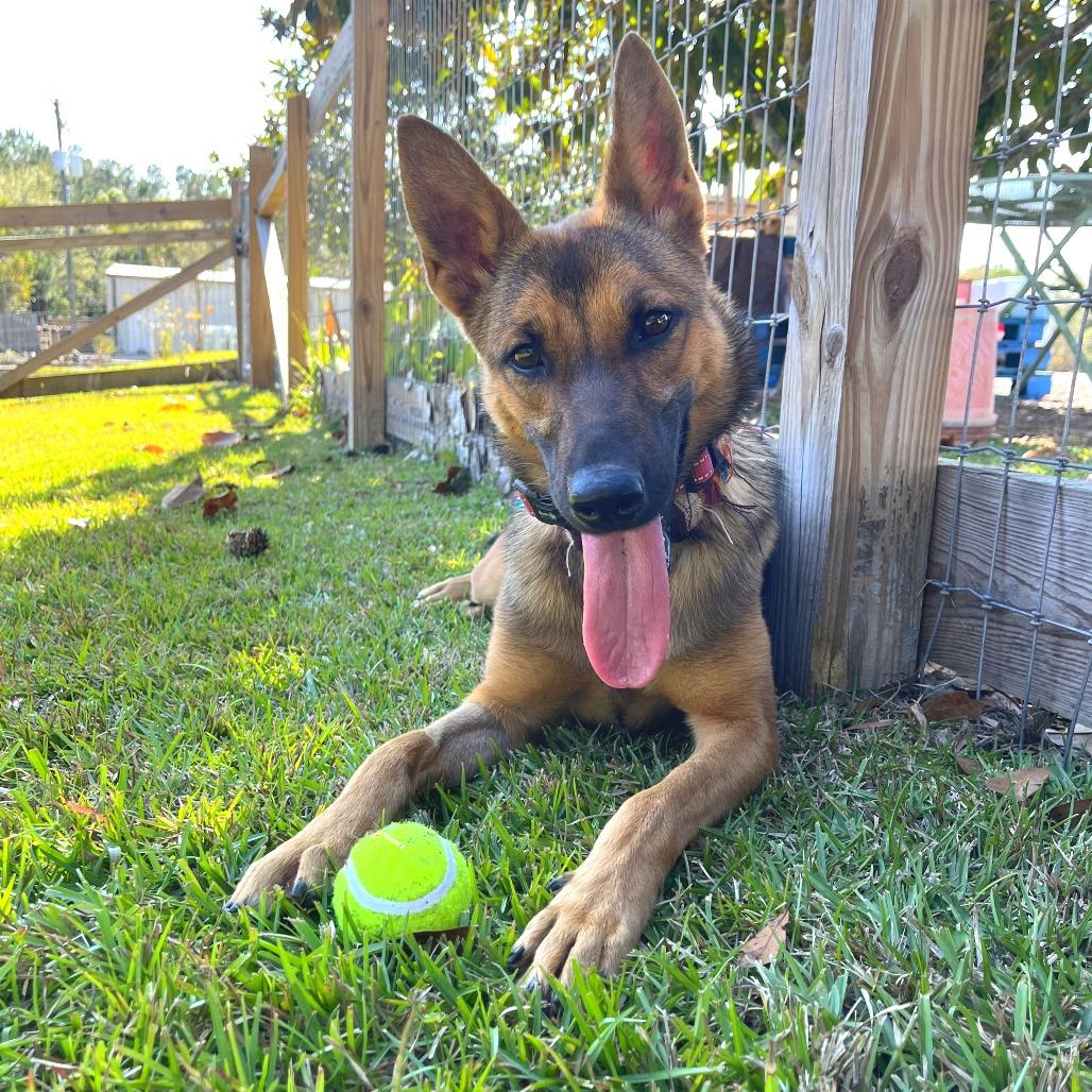 Zara, a Adoptable Belgian Shepherd / Malinois in Folsom, LA image 3/4