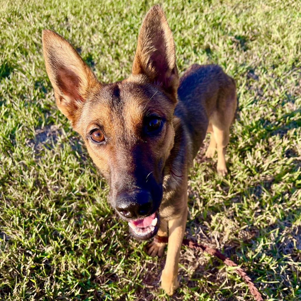 Zara, a Adoptable Belgian Shepherd / Malinois in Folsom, LA image 4/4