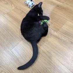 Enlarge Sky, a Adoptable Domestic Short Hair in Annapolis, MD image 3/3