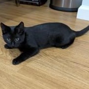 Enlarge Sky, a Adoptable Domestic Short Hair in Annapolis, MD image 2/3