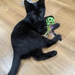 Enlarge Sky, a Adoptable Domestic Short Hair in Annapolis, MD image 1/3
