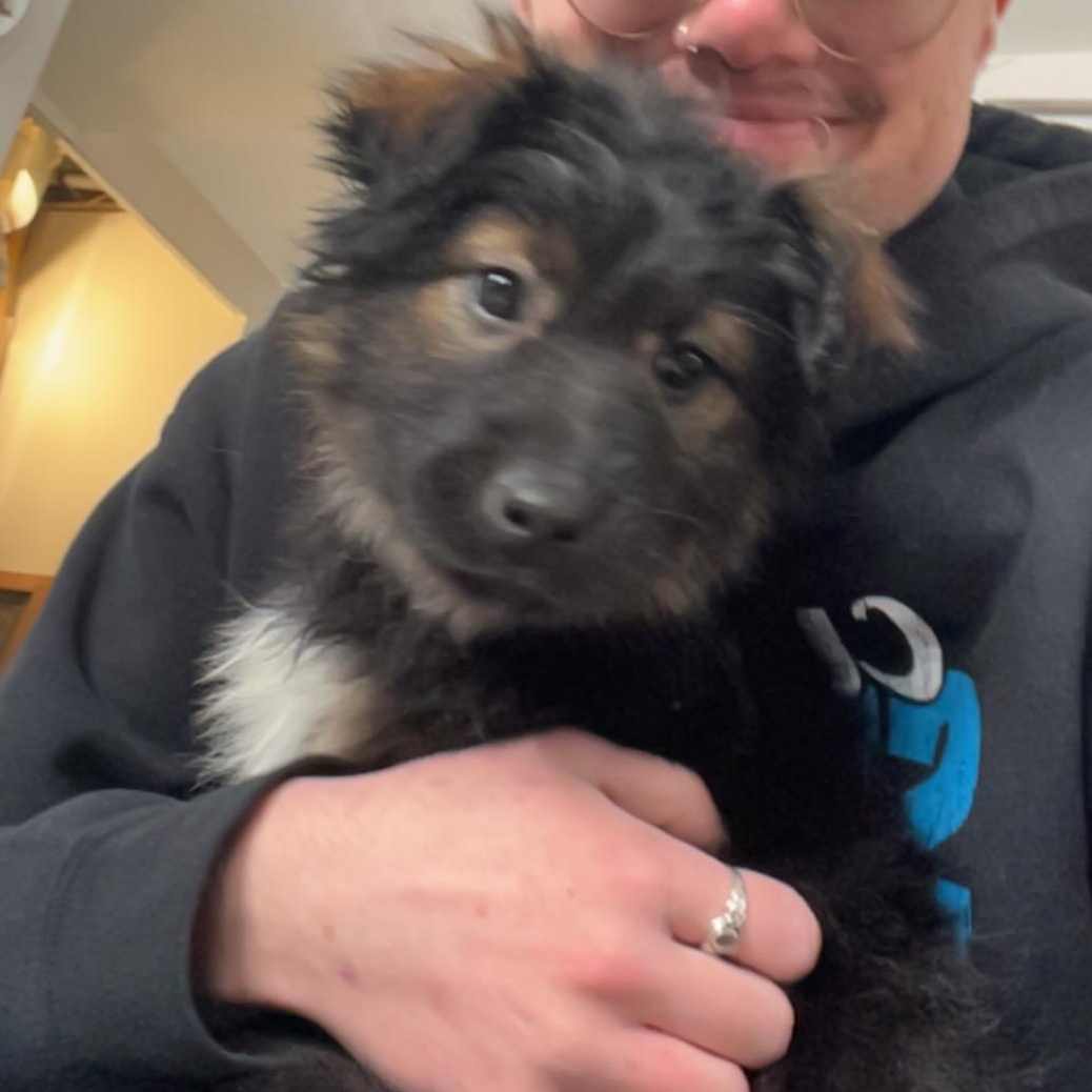 Margo, an adopted mixed breed in Lisle, ON image 3/6