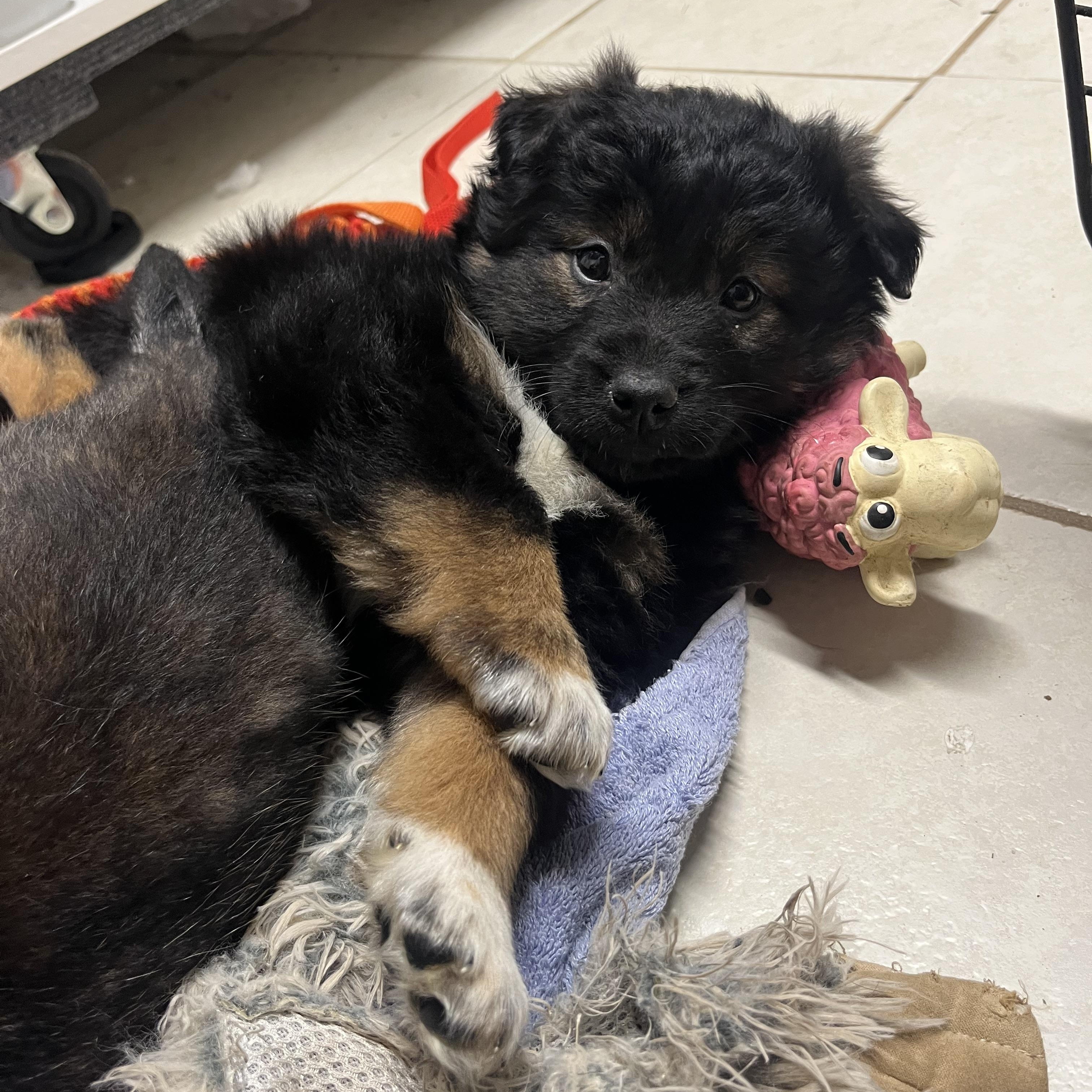 Margo, an adopted mixed breed in Lisle, ON image 1/6