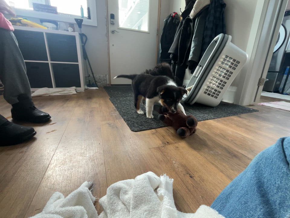 Enlarge Margo, an adopted mixed breed in Lisle, ON video 5/6