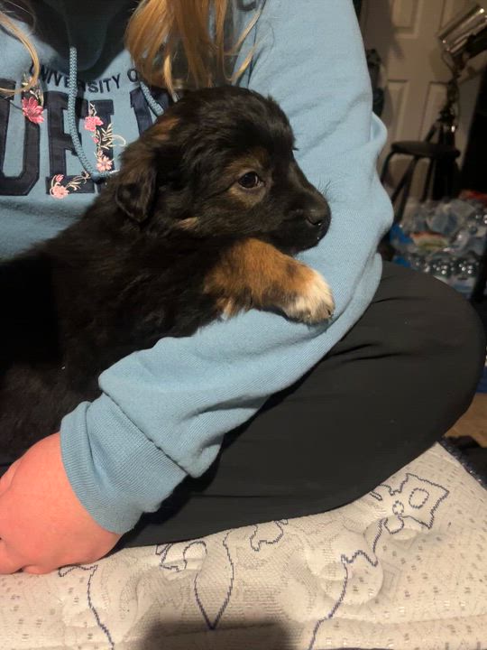 Enlarge Margo, an adopted mixed breed in Lisle, ON video 6/6