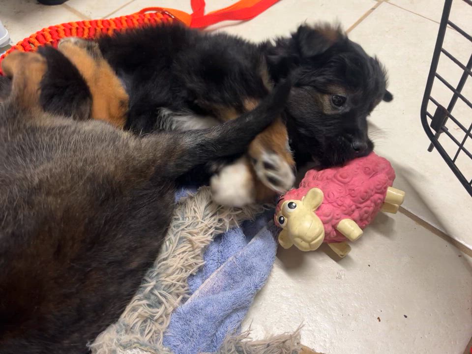 Enlarge Margo, an adopted mixed breed in Lisle, ON video 4/6