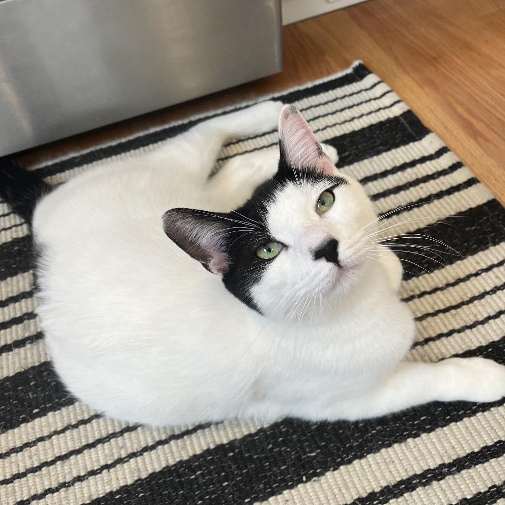 Enlarge 25-257 Tory, a Adoptable Domestic Short Hair in North Branford, CT image 1/4