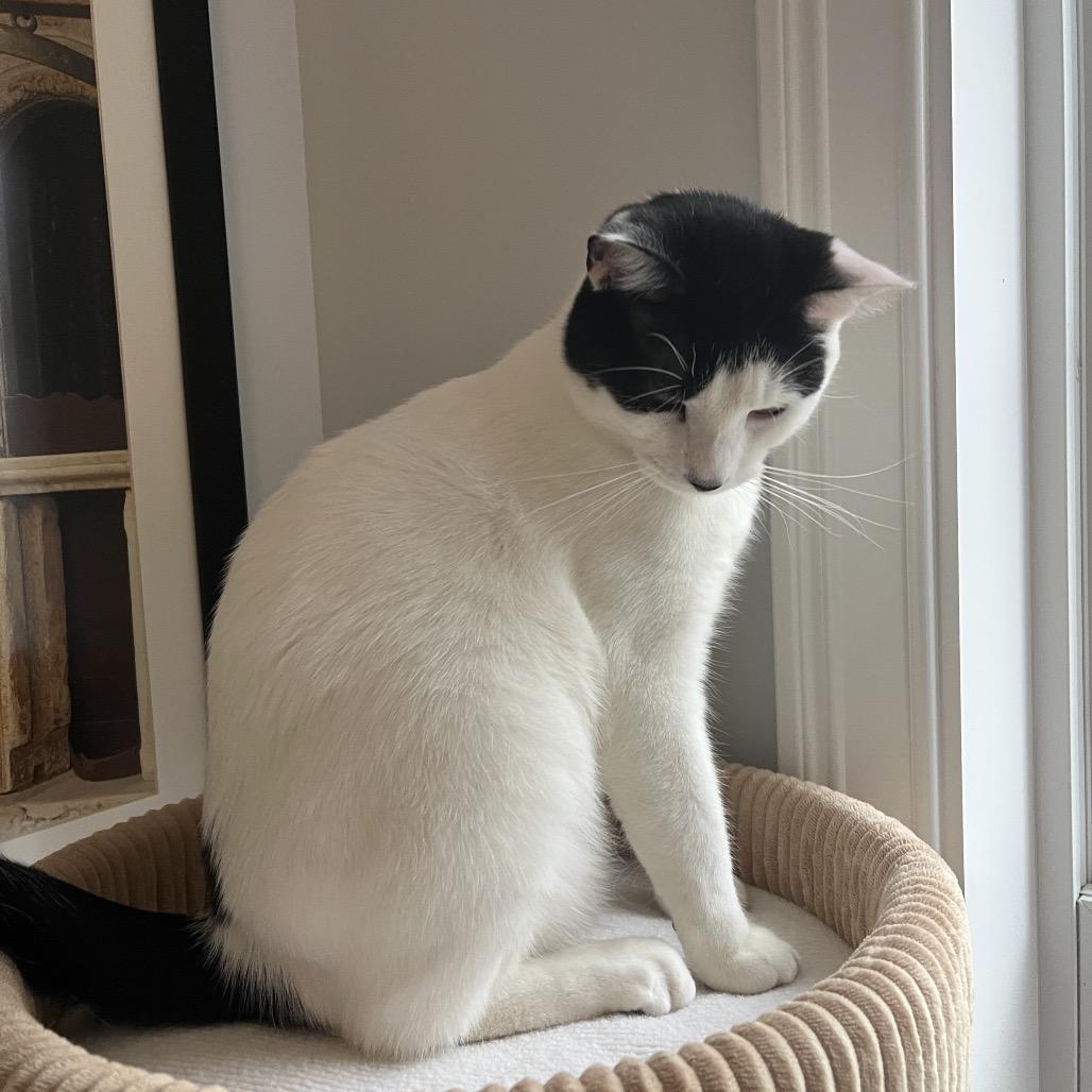 Enlarge 25-257 Tory, a Adoptable Domestic Short Hair in North Branford, CT image 2/4
