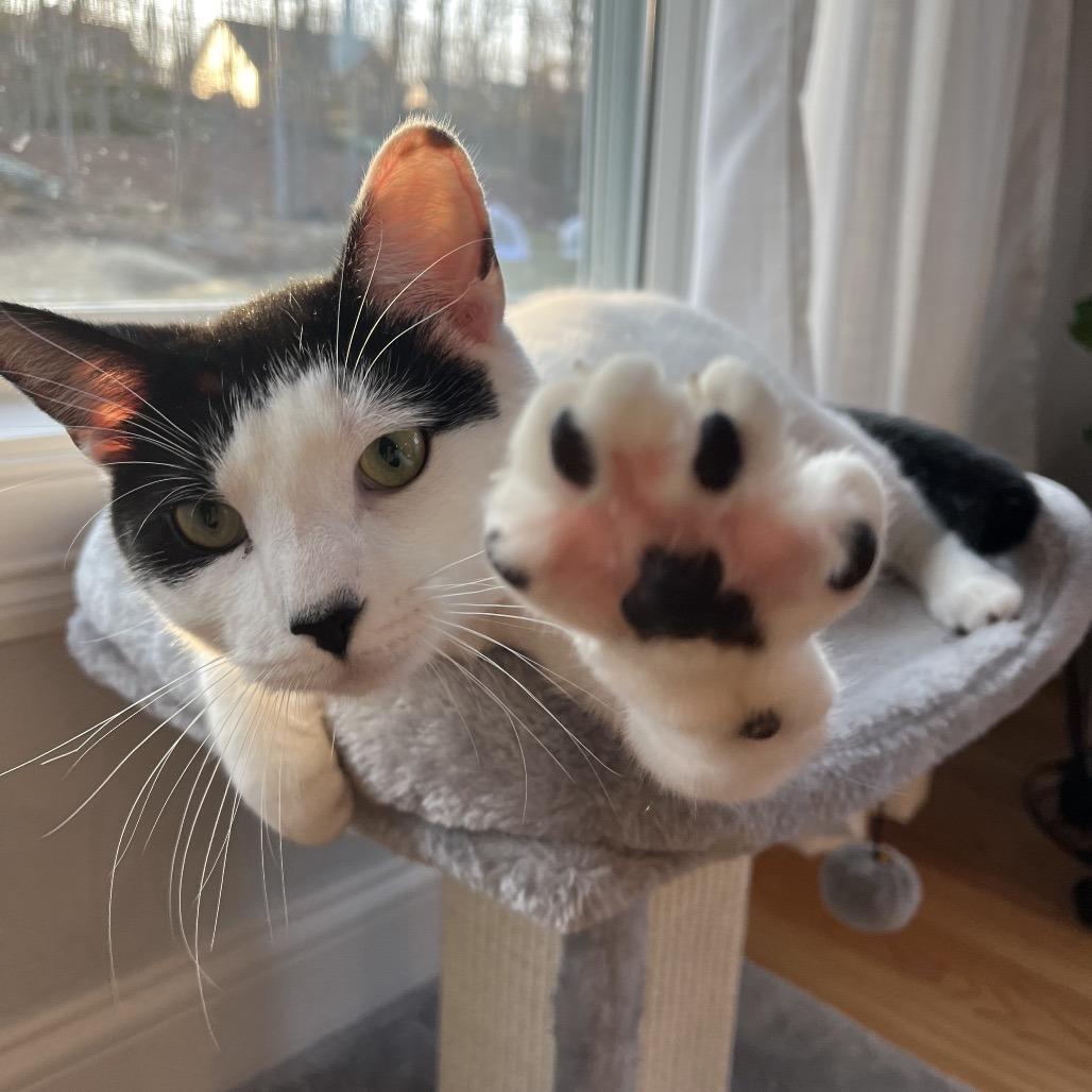 Enlarge 25-257 Tory, a Adoptable Domestic Short Hair in North Branford, CT image 3/4
